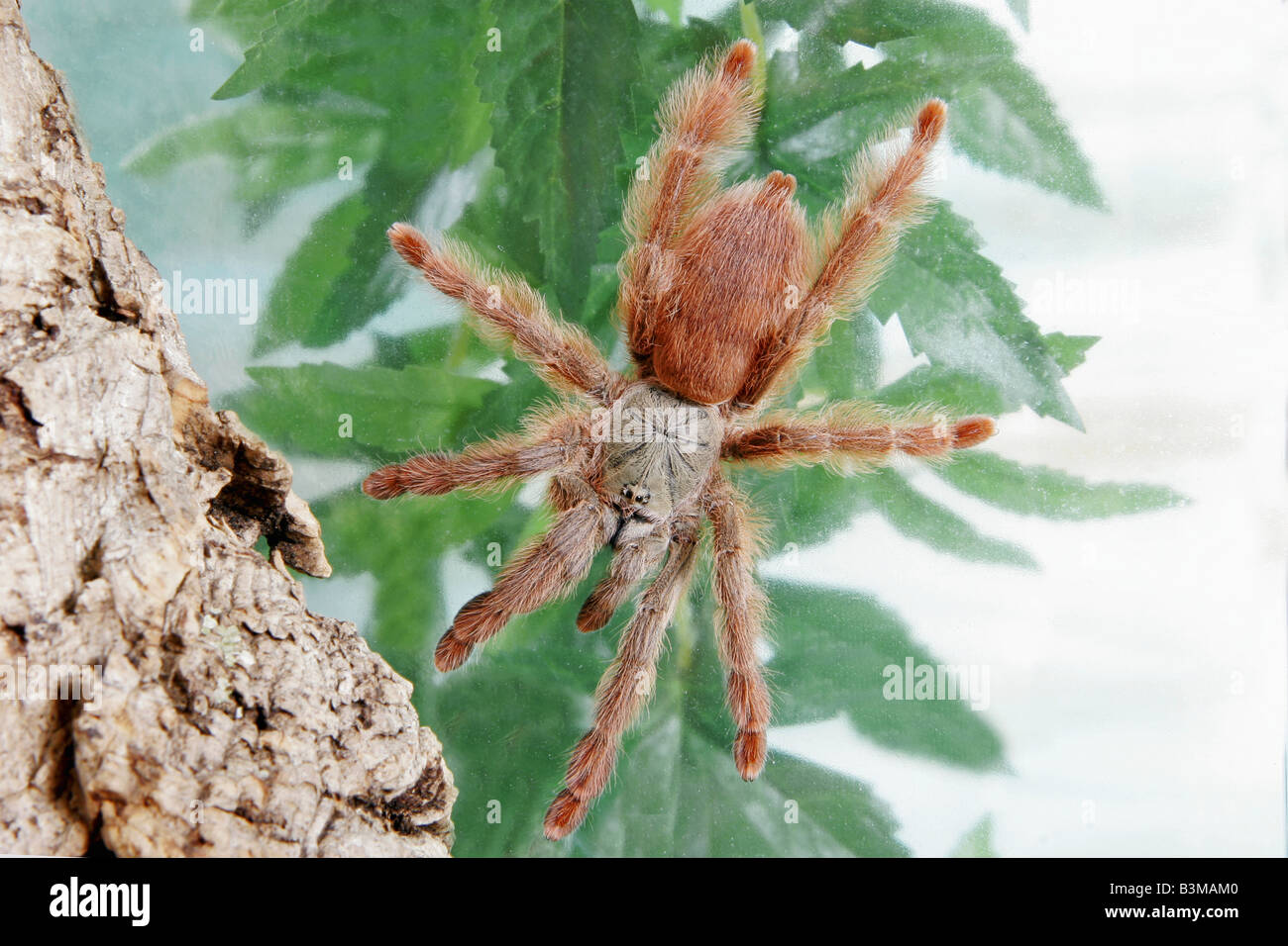 Orange Tree Spider (Pseudoclamoris gigas Stock Photo Alamy