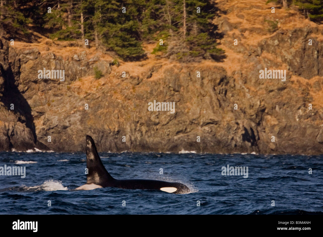 Orca in Haro Straight, San Juan Island, Washington, USA Stock Photo - Alamy