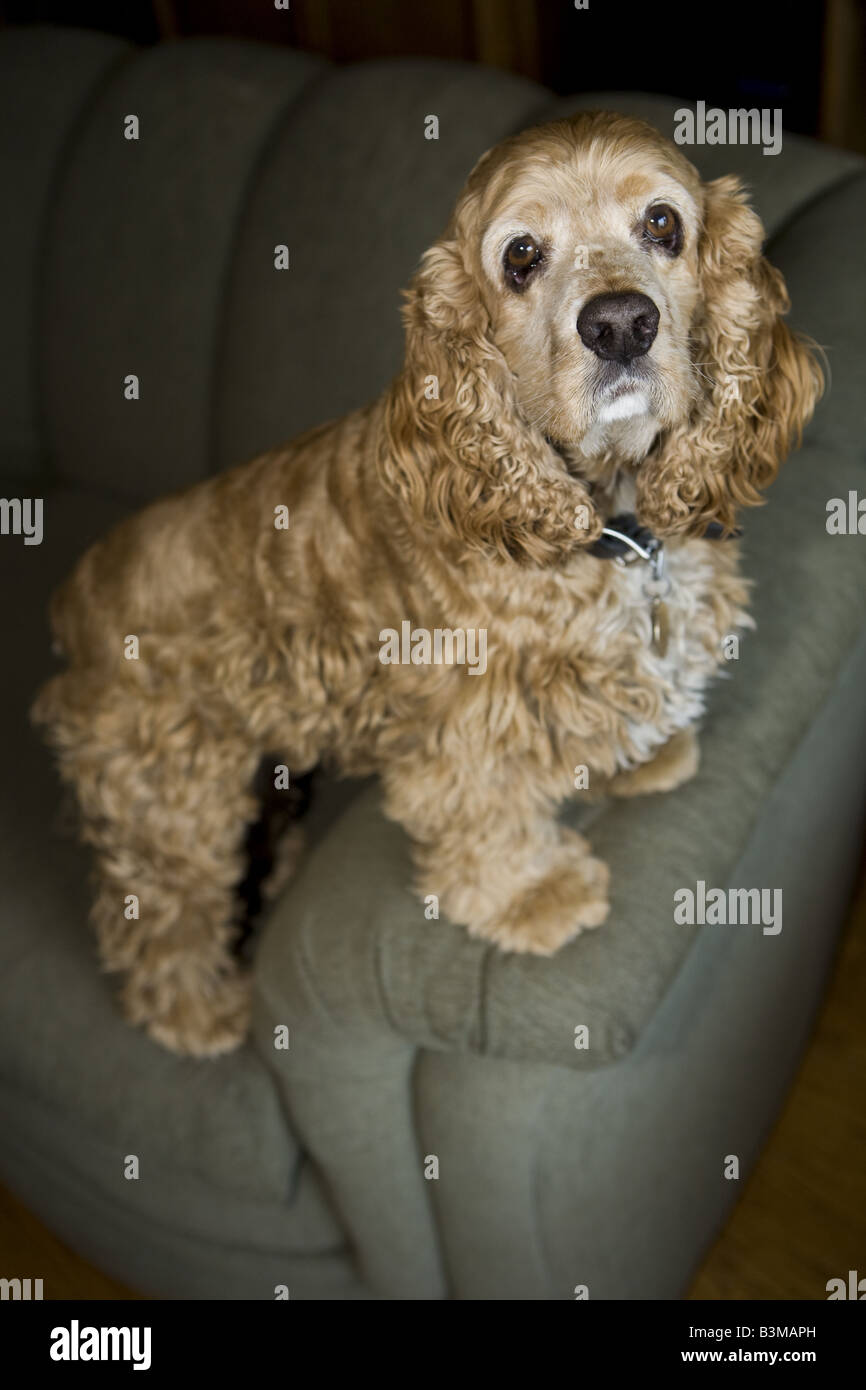 Cocker Spaniel dog indoors on couch Stock Photo