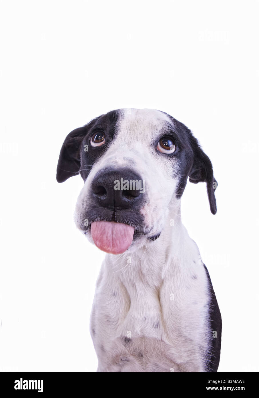 Bashful or sad Black and white Great Dane mix dog with tongue out isolated on white background Stock Photo
