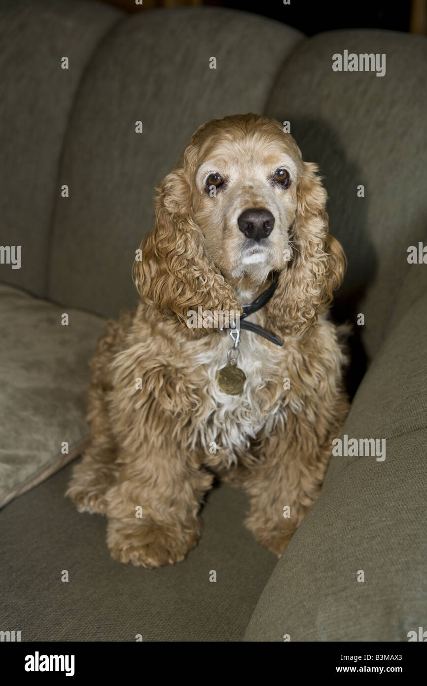 Cocker Spaniel dog indoors on couch Stock Photo