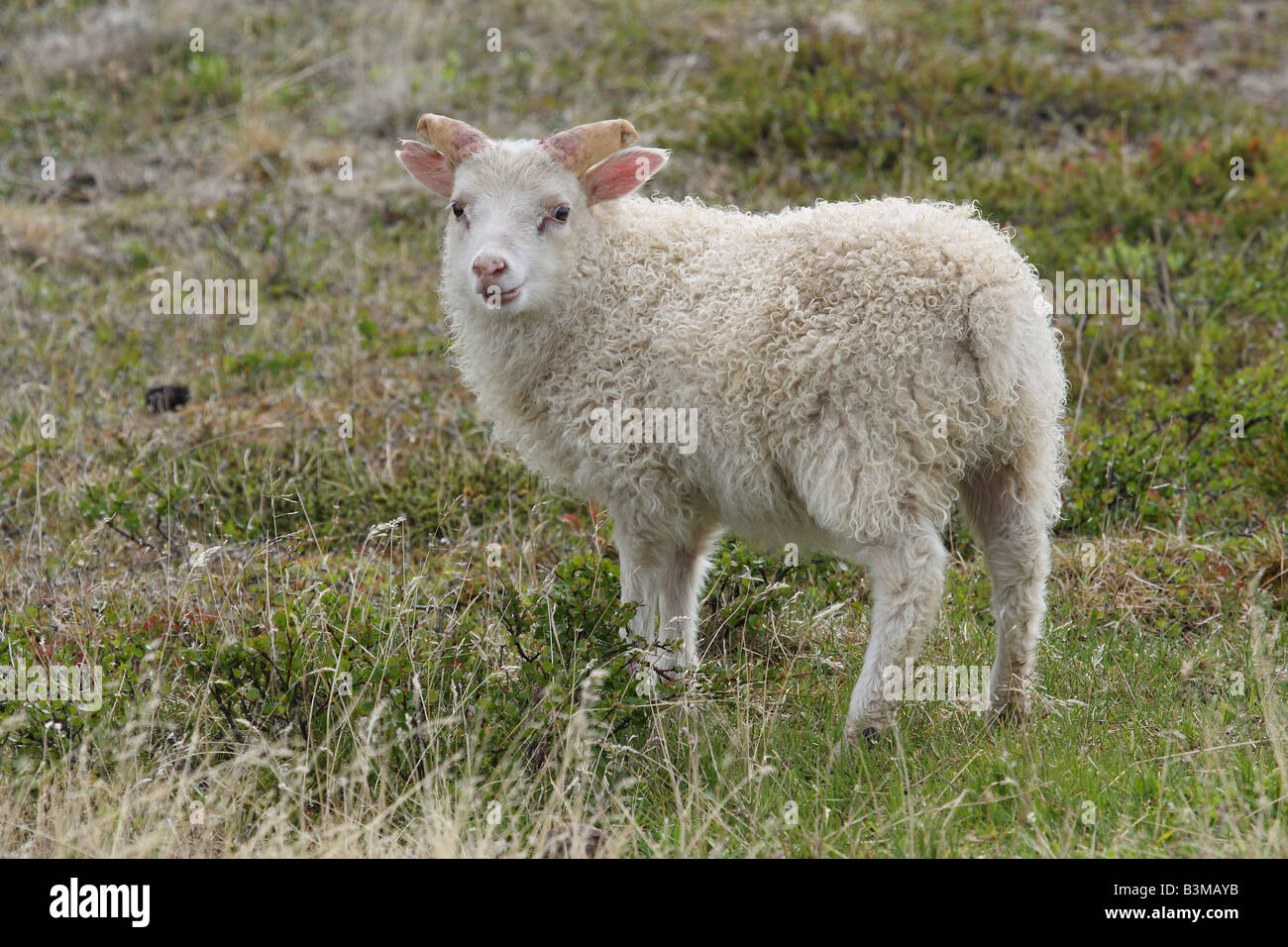 icelandic-lamb-hi-res-stock-photography-and-images-alamy