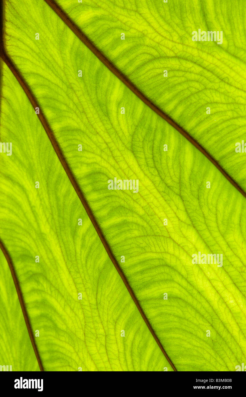 Back lit green leaves showing dark vein patterns. The leaf of the plant ...