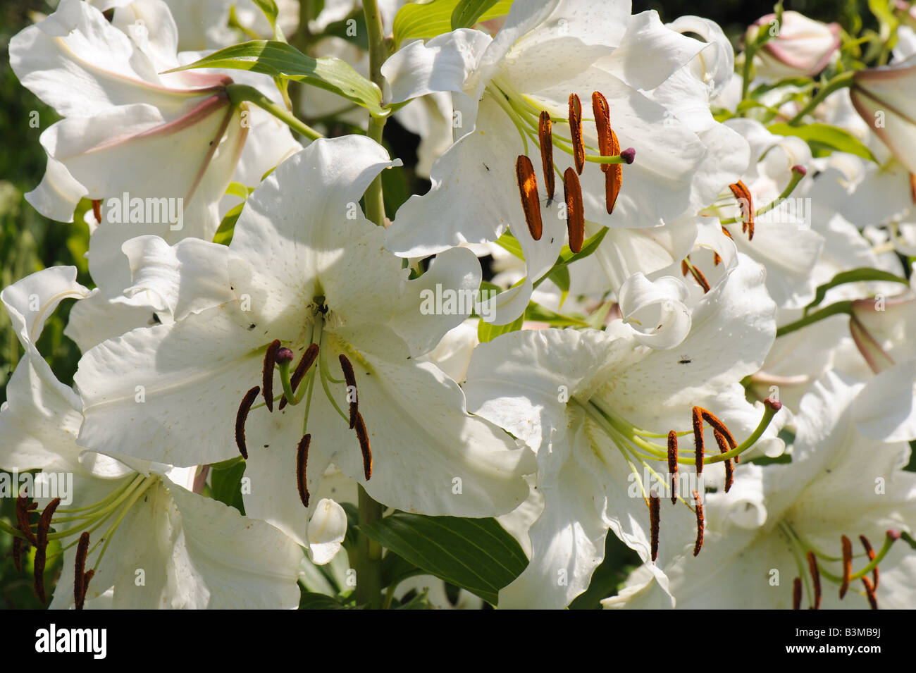 Mature flowers of a regal lily Lilium regale anthers at various stages and attending insects Stock Photo