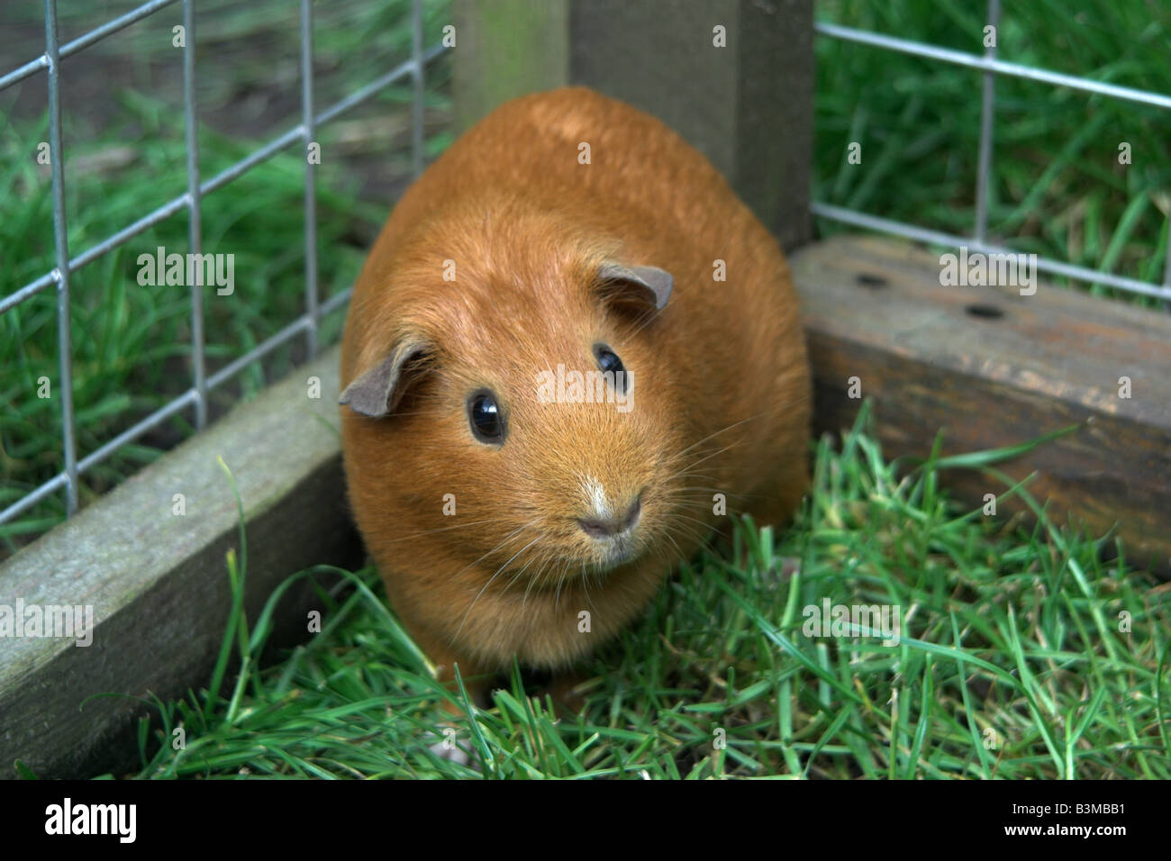 Pet Guinea Pig Stock Photo Alamy