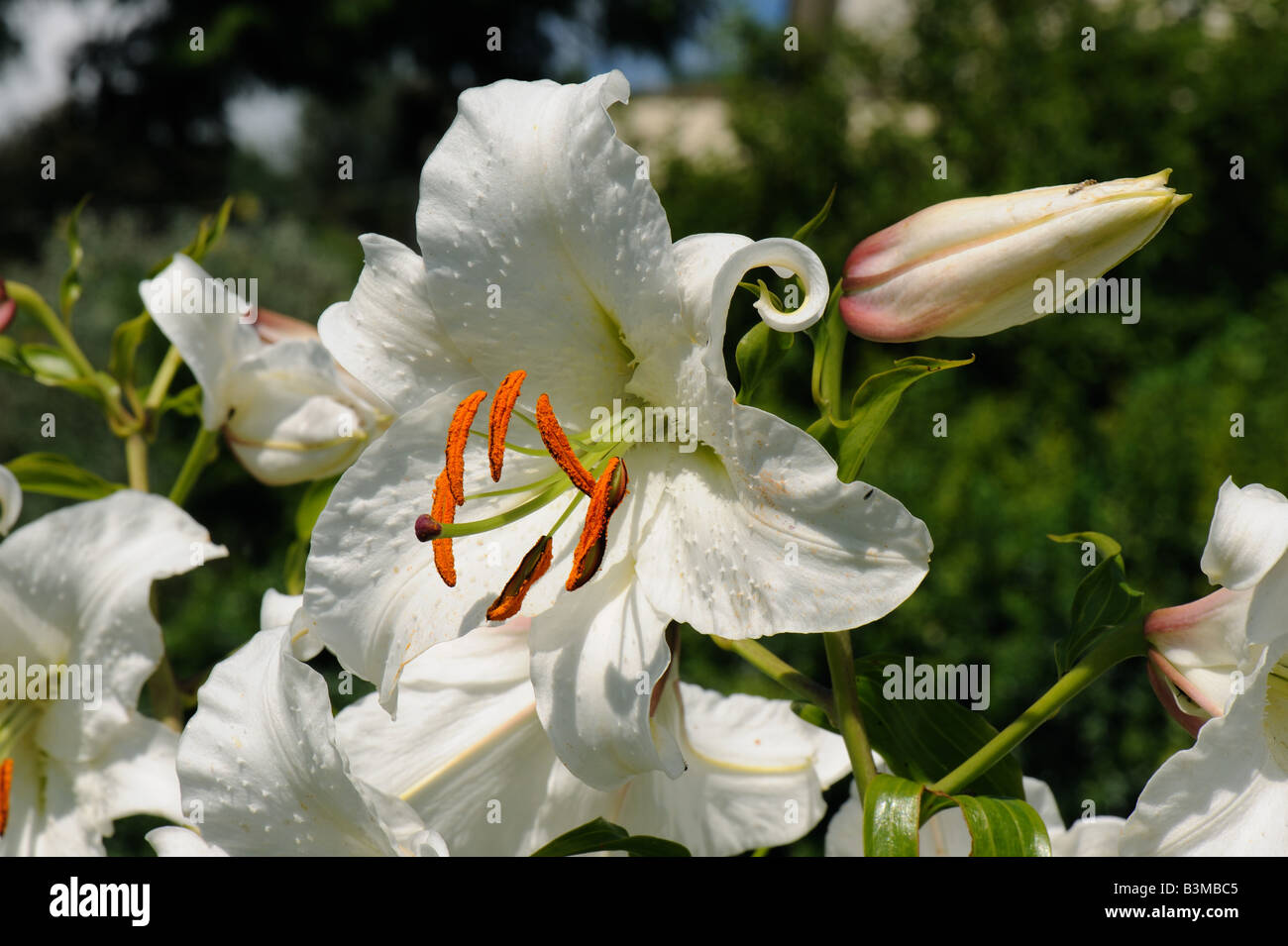 Flower and bud of a regal lily Lilium regale with orange pollen bearing anthers Stock Photo