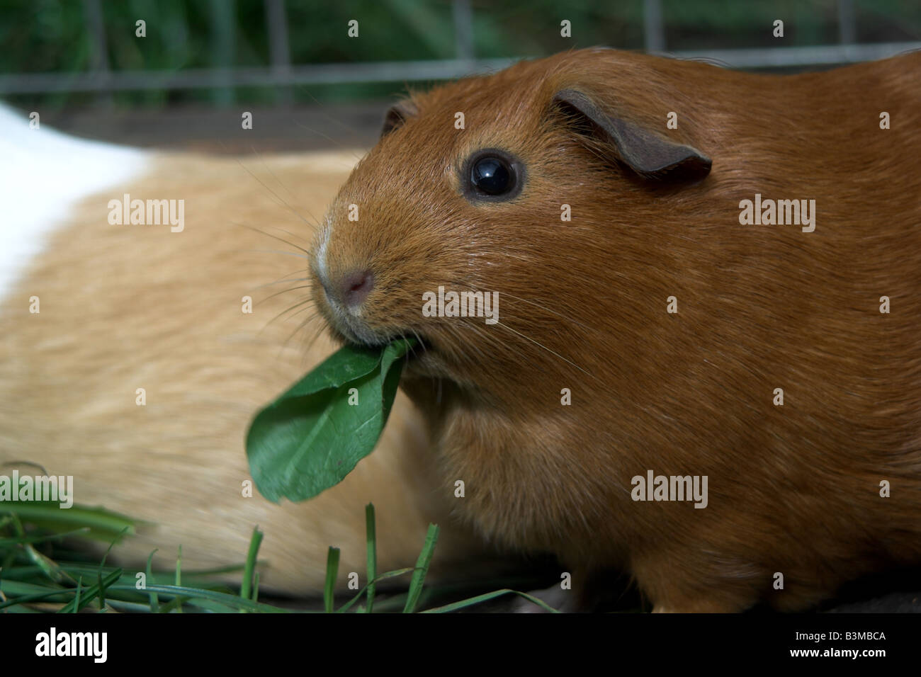 Pet Guinea Pig eating dandelion leaf Stock Photo Alamy