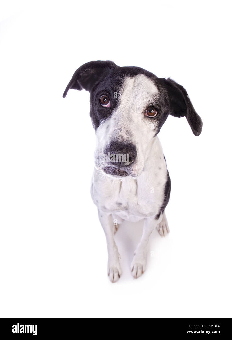 Bashful or sad Black and white Great Dane mix dog with pouty mouth isolated on white background Stock Photo