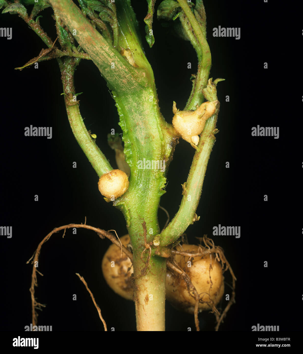 Aerial tuber development on potatoes due to black scurf (Rhizoctonia solani) infection Stock Photo