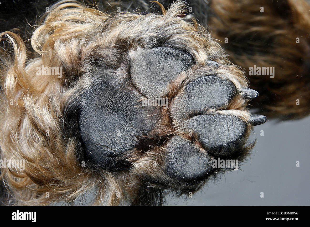 Underside Of Paw High Resolution Stock Photography and Images - Alamy