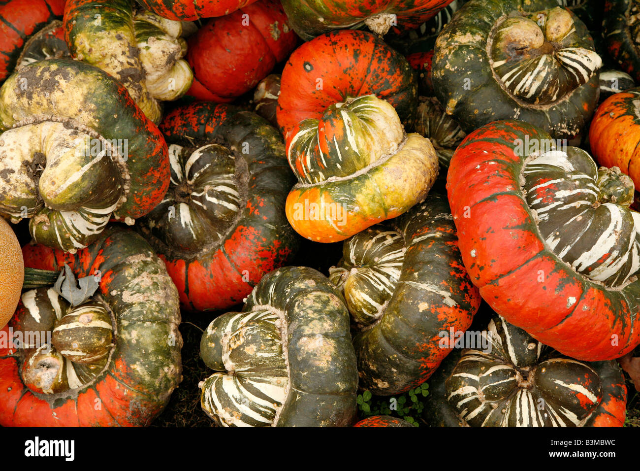 Turban Squash on display at a farmers market Stock Photo