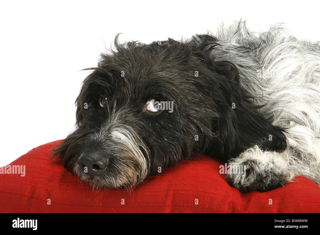 Domestic dog, Mongrel lying on a pillow Stock Photo