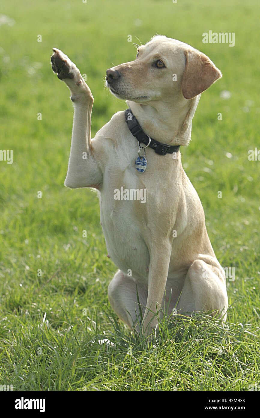 half breed dog lifting paw Stock Photo Alamy
