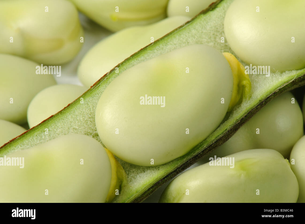 Broad bean pod opened to show mature edible beans Stock Photo