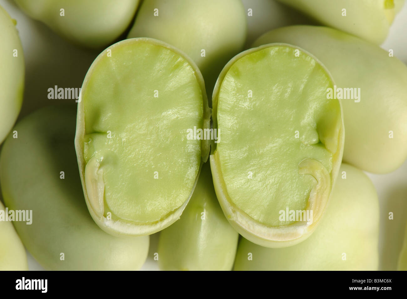 Sectioned broad bean seed showing internal structure Stock Photo