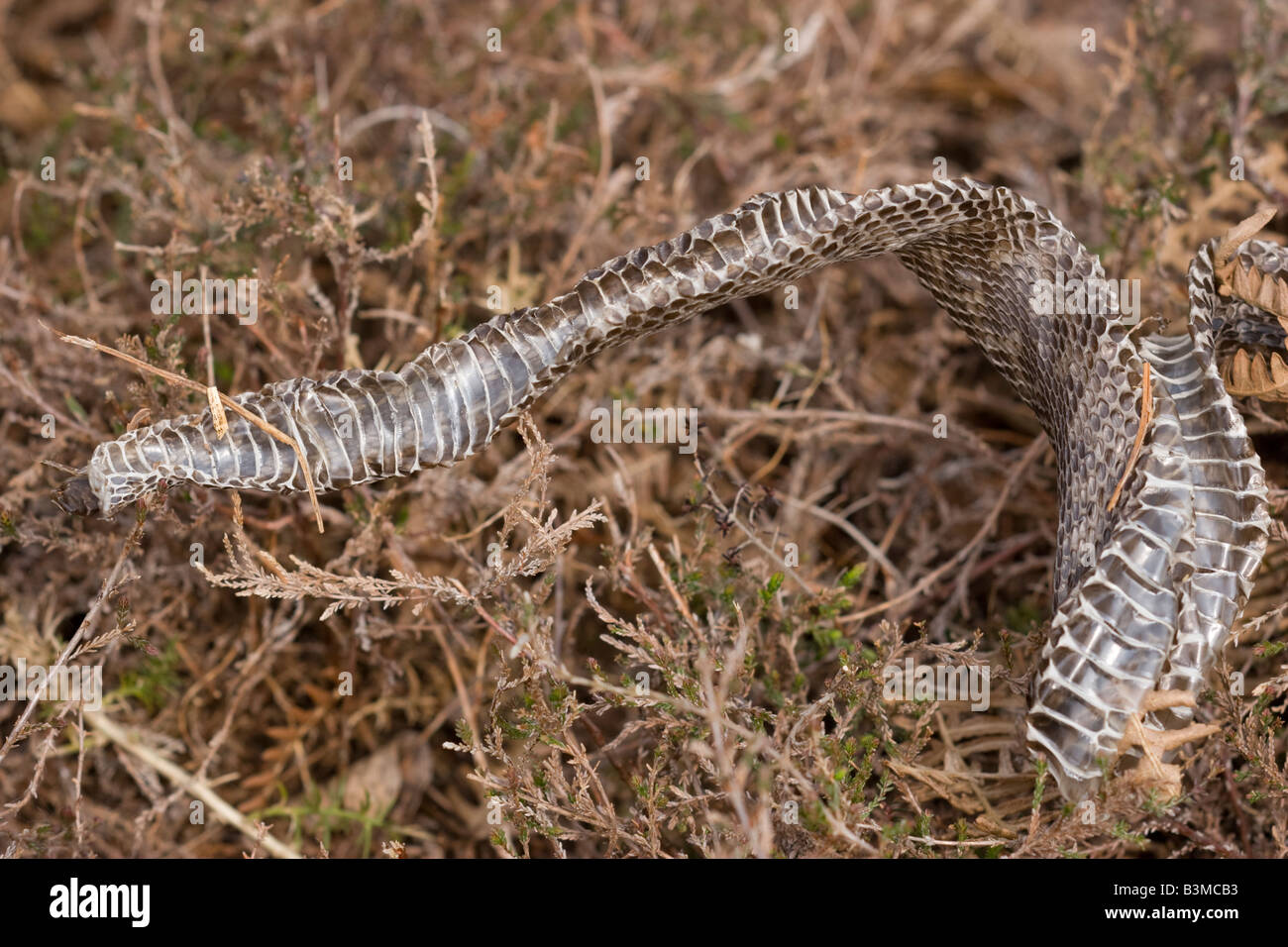 Adder Vipera berus shed skin Stock Photo