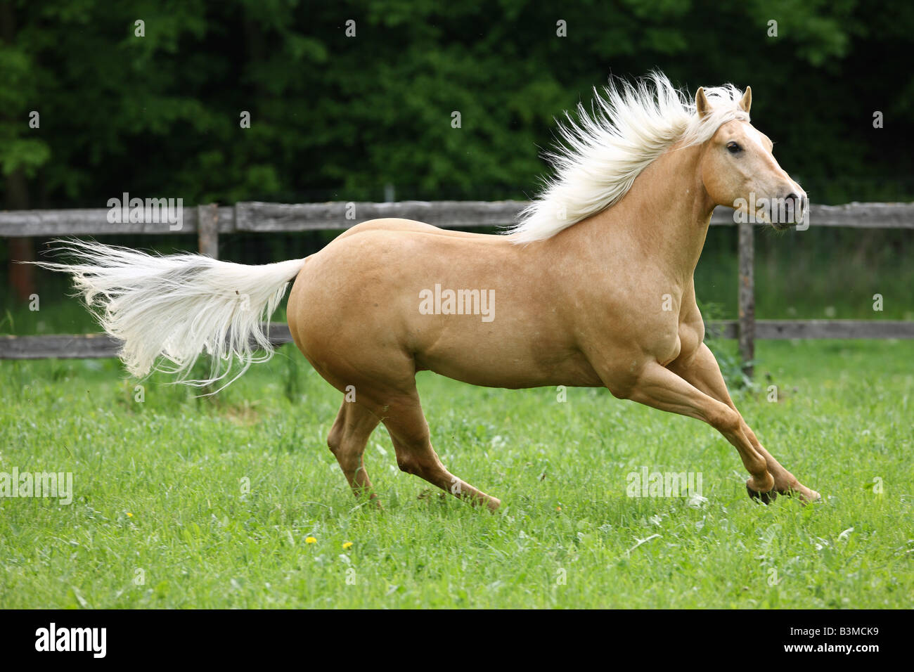 Соловая масть лошади. Соловая масть лошадей. Масть лошади Паломино. Лошади породы Паломино. Соловая Паломино лошадь.