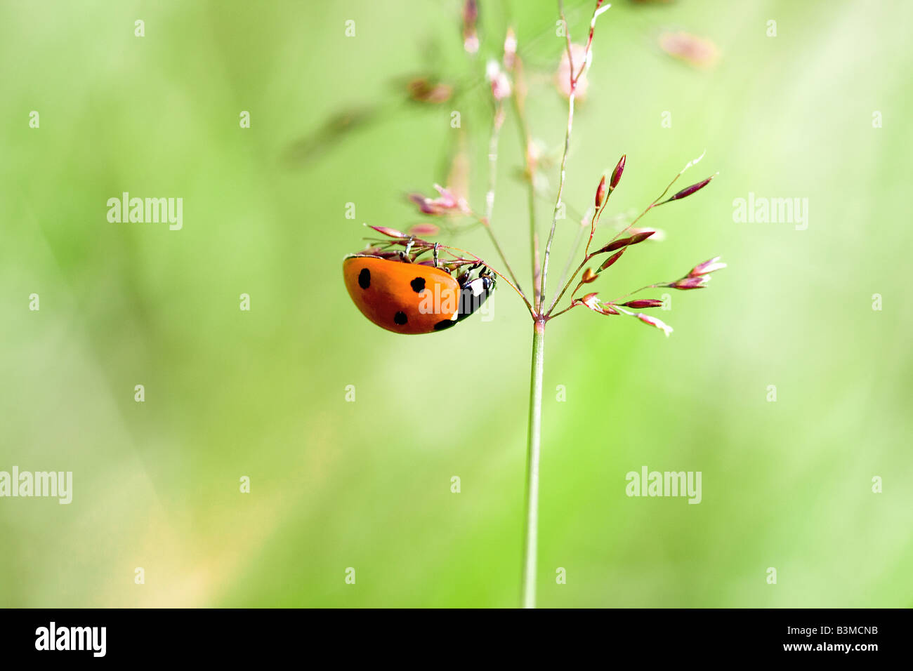 ladybird - hanging at panicle / Coccinella septempunctata Stock Photo
