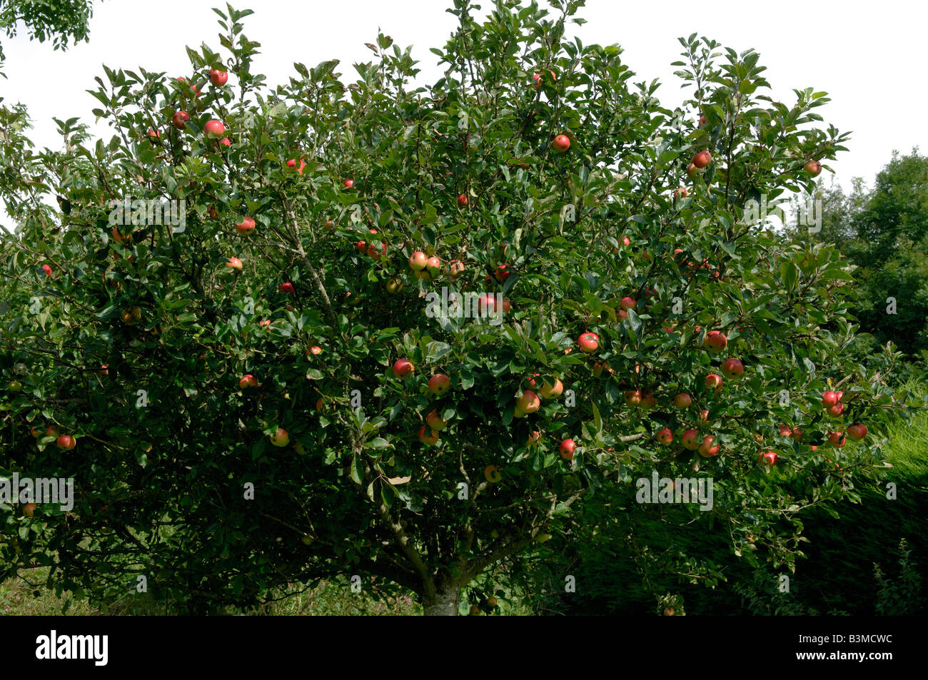 A garden standard Discovery apple tree in full fruit Devon Stock Photo