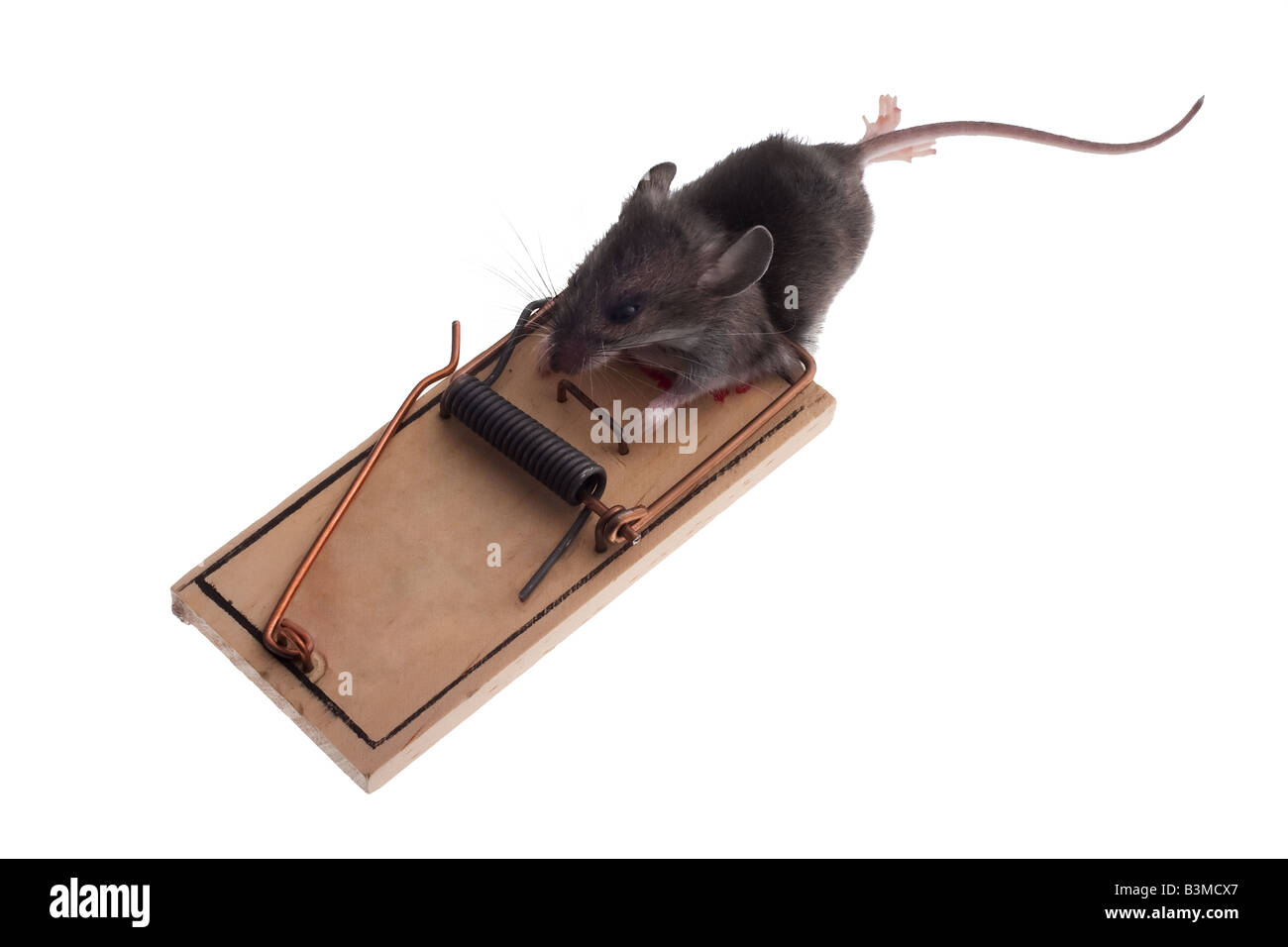 dead mouse in mouse trap isolated on white Stock Photo Alamy