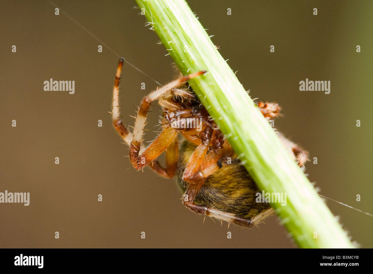 Araneus Orb Weaving Spider Stock Photo - Alamy