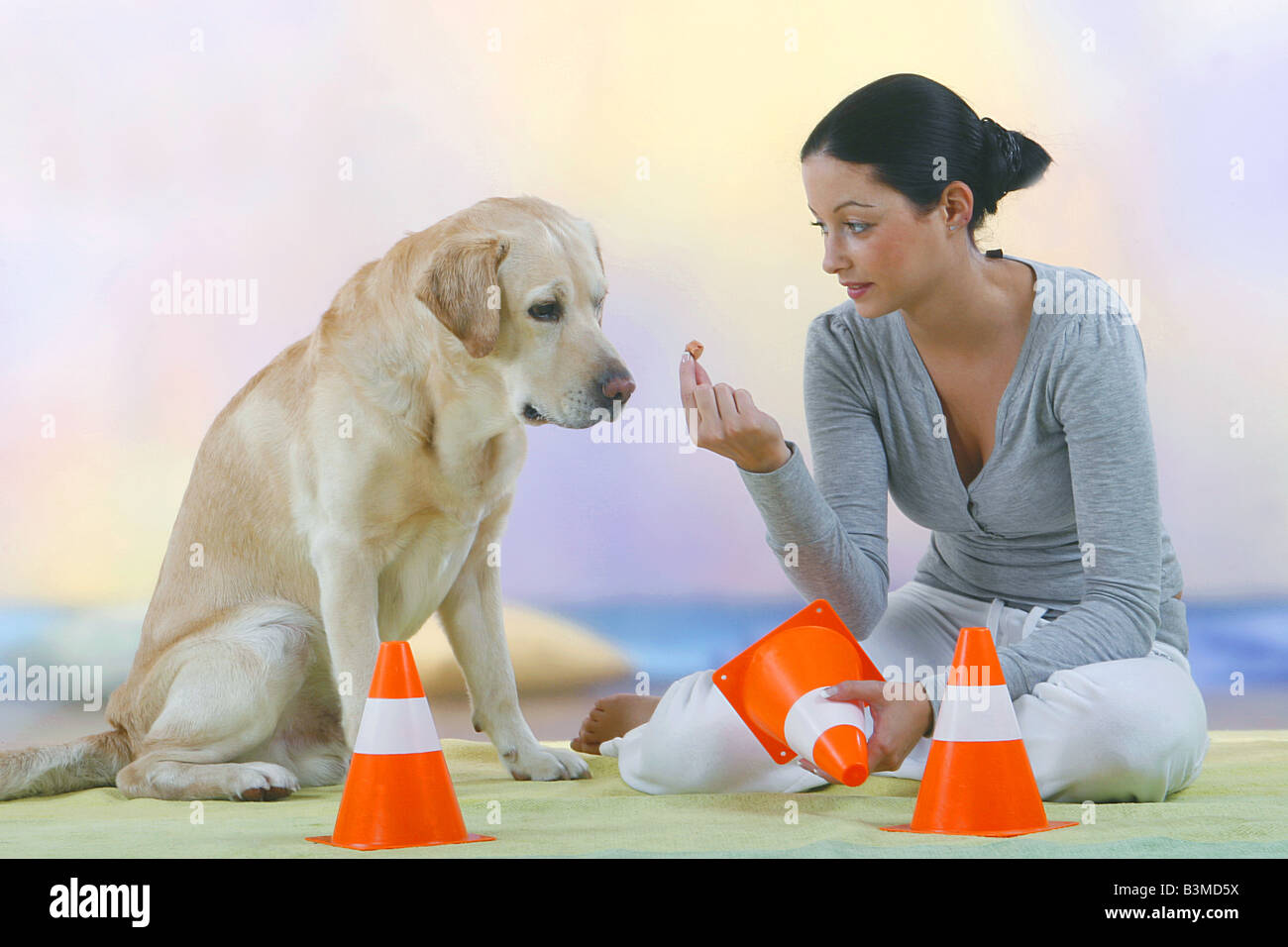 Intelligence test Labrador Retriever and young woman playing a shell ...