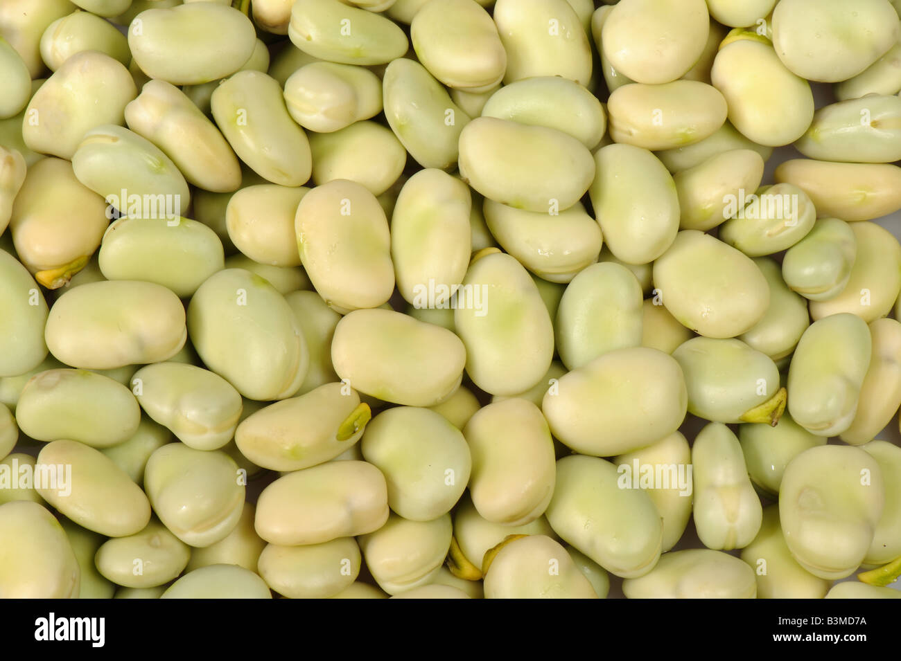 Fresh shelled broad beans removed from the pod Stock Photo