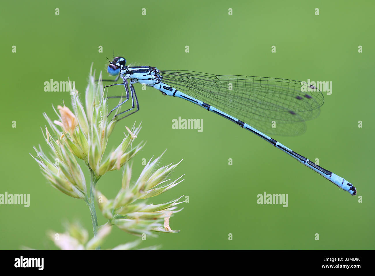 Azure Damselfly - standing on plant / Coenagrion puella Stock Photo - Alamy