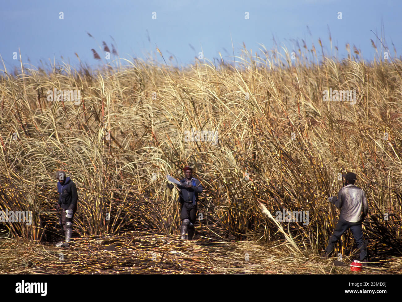 Harvesting Sugar Cane Lake Okeechobee Florida Stock Photo Alamy