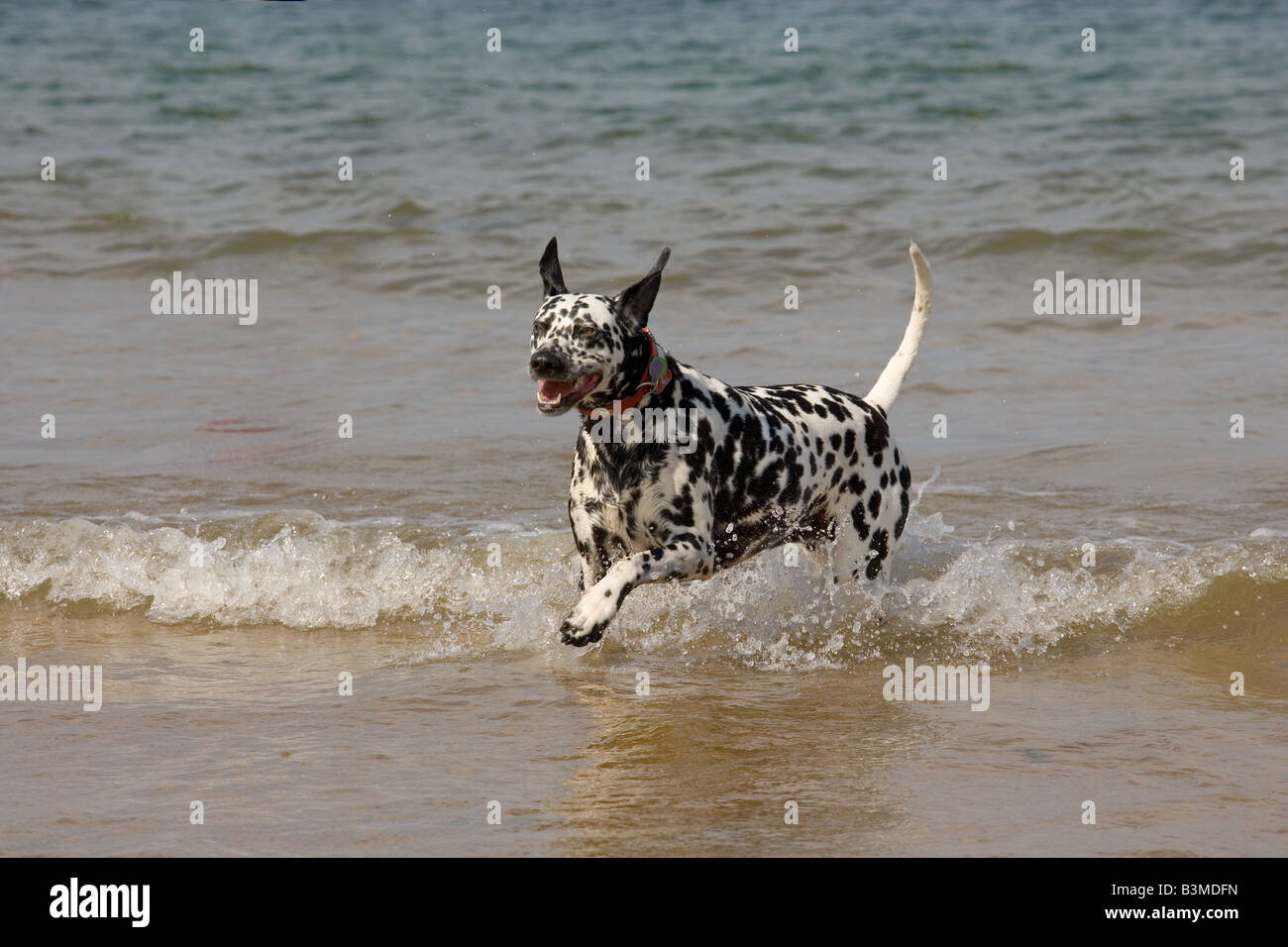 Dalmatian Dog in the Sea Norfolk UK Stock Photo - Alamy