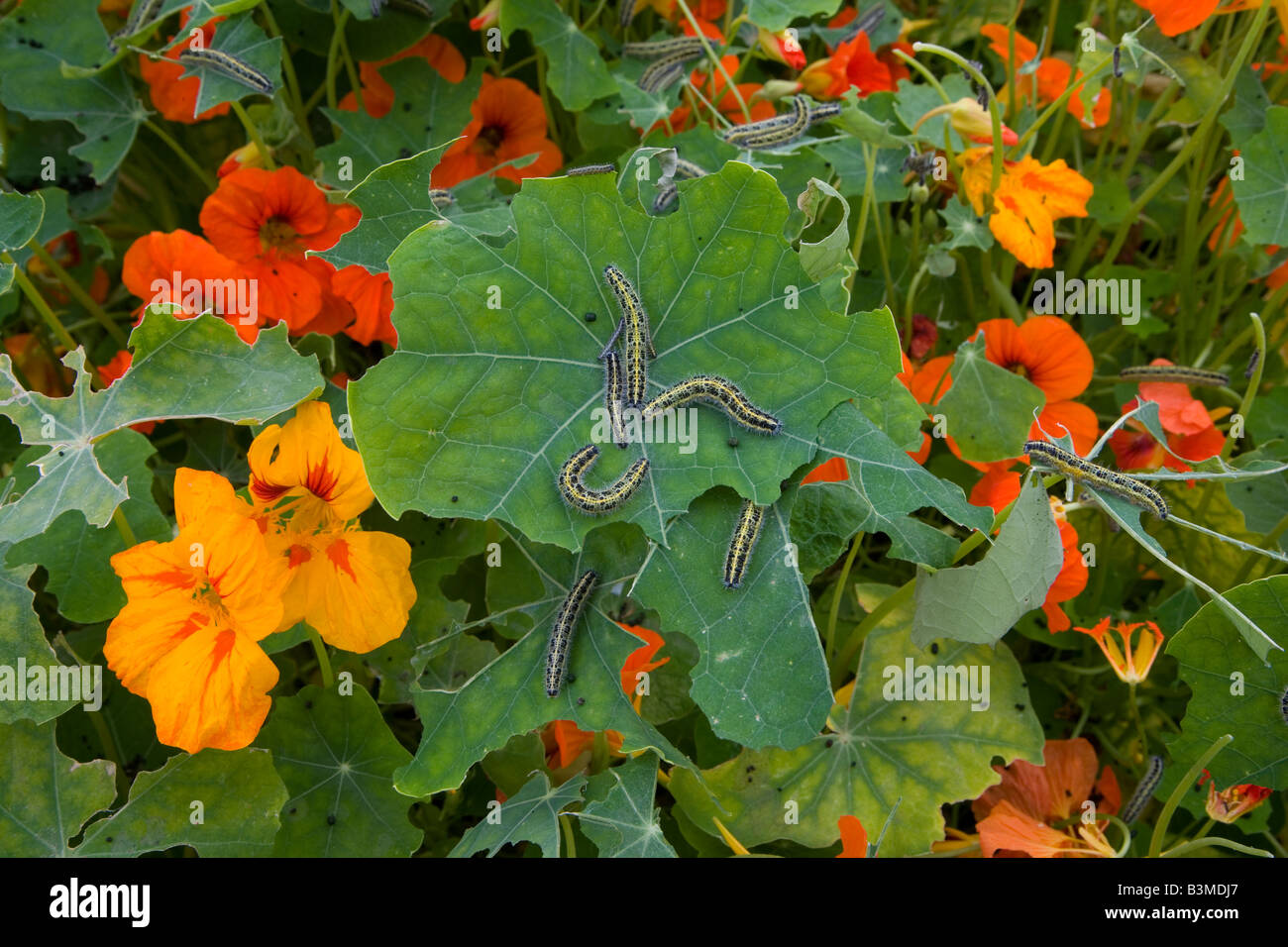 Caterpillars of Large White Butterfly eating naststurshums Stock Photo ...