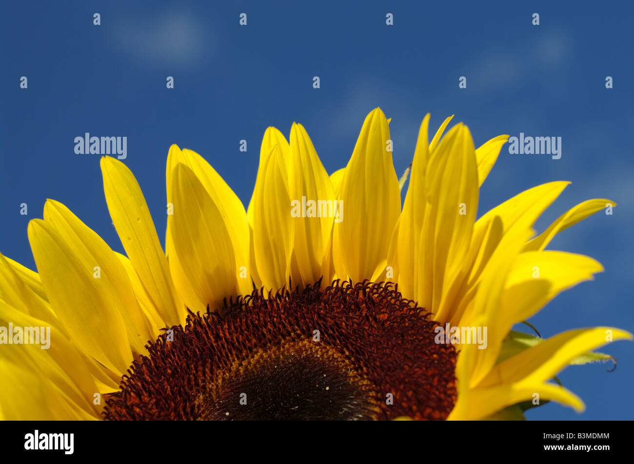 Sunflower against blue sky Stock Photo - Alamy