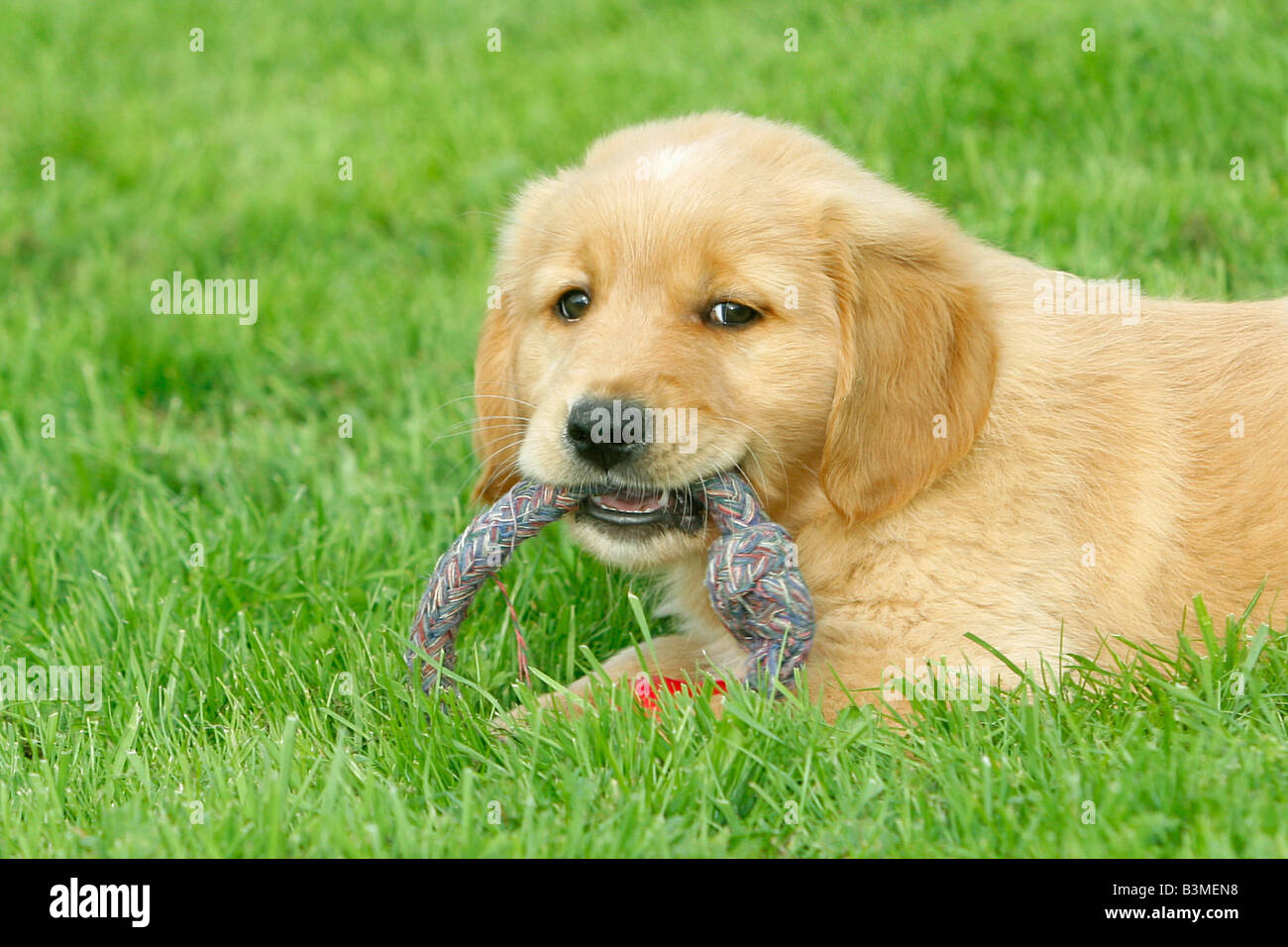 golden retriever puppy - lying on meadow Stock Photo - Alamy
