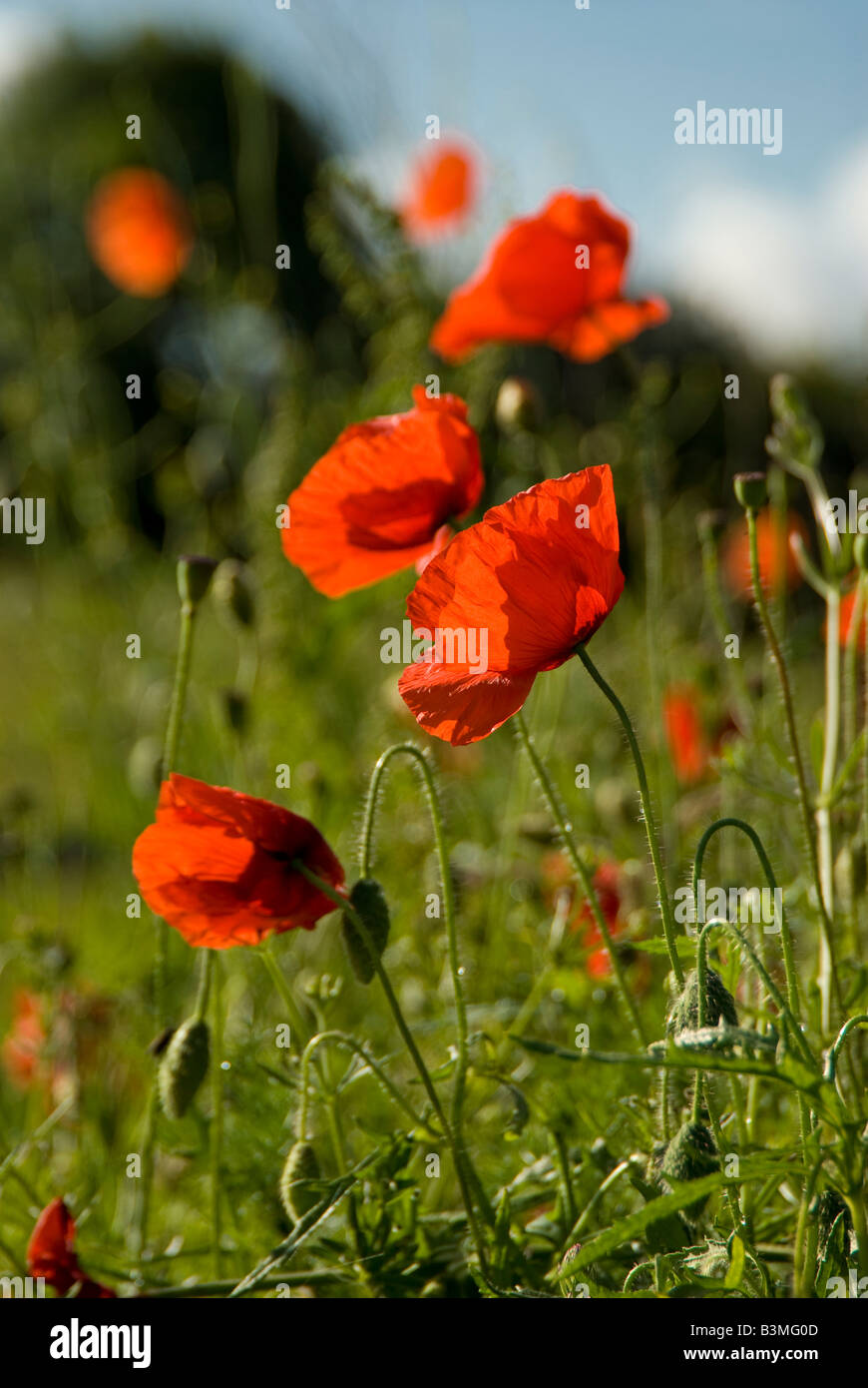 Backlit Poppies early morning Stock Photo