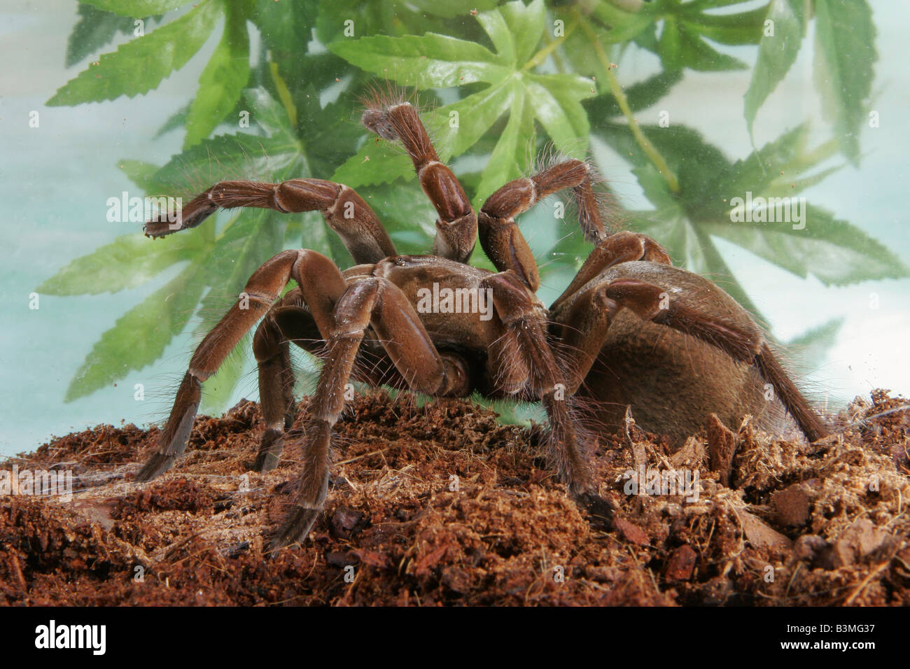 goliath bird eating spider / Theraphosa blondi Stock Photo - Alamy