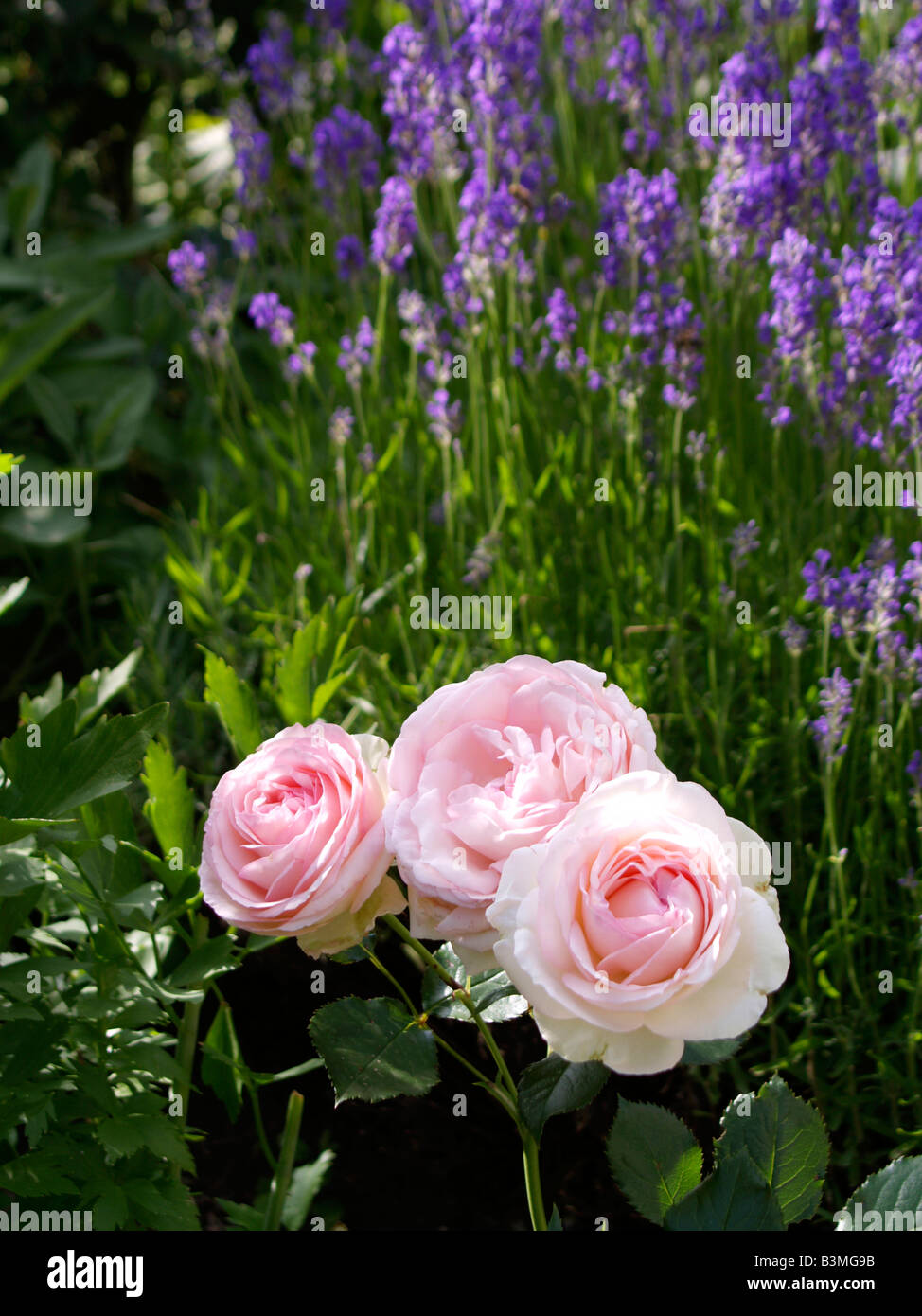 Rosafarbene Rose und bluehender Lavendel, rose and lavender in the garden Stock Photo