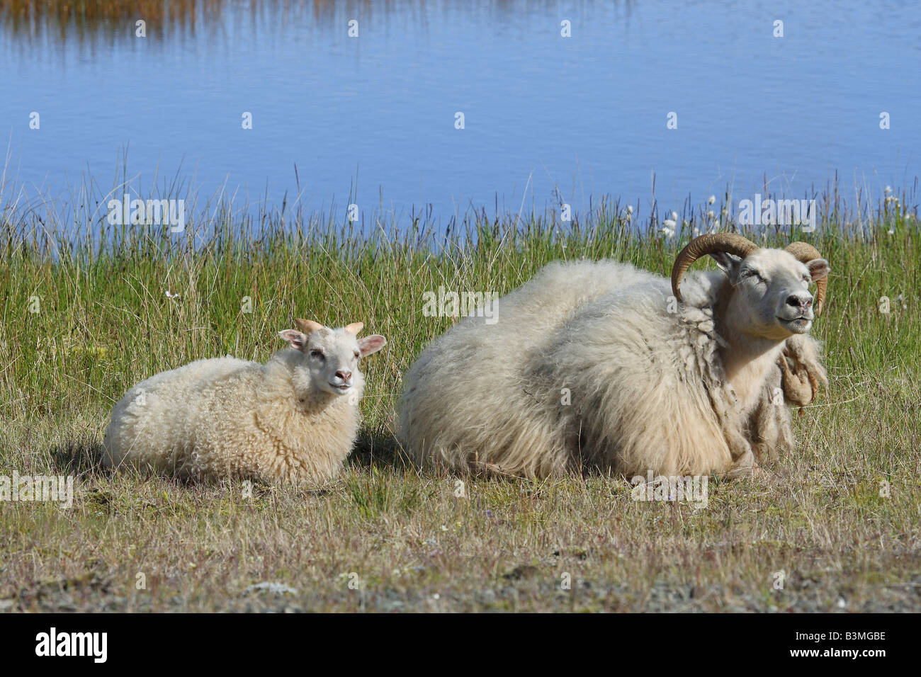 icelandic sheep with lamb - lying Stock Photo