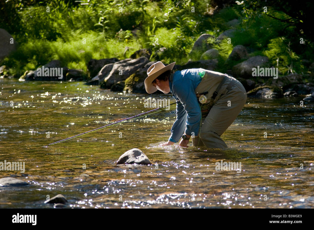 Local resident fly fishes for trout catches and releases a rainbow on Gore Creek Vail Colorado in August Stock Photo
