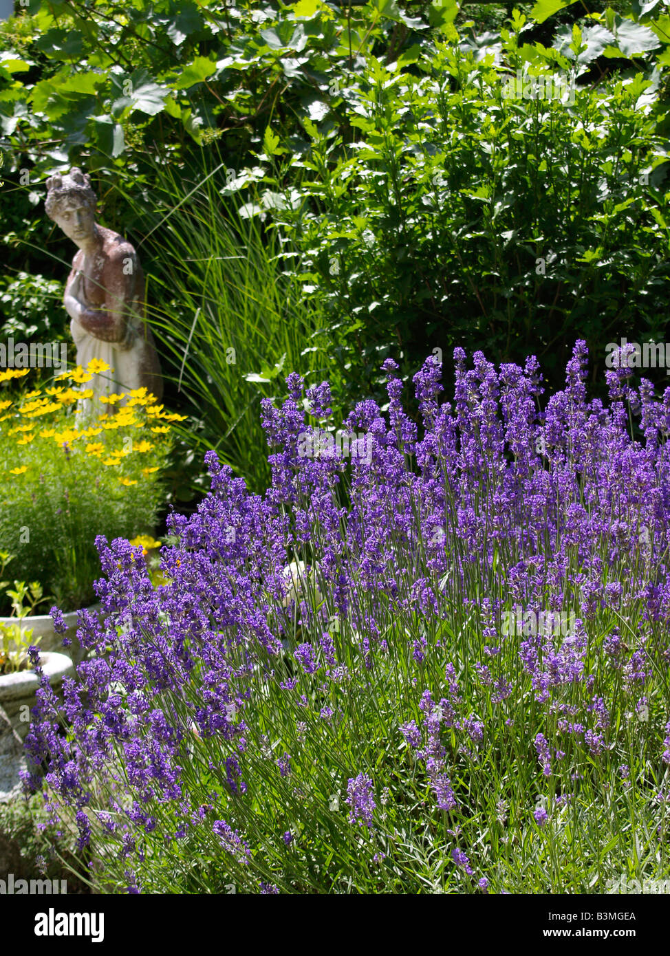 Bluehender Lavendel, Field of Lavender Stock Photo