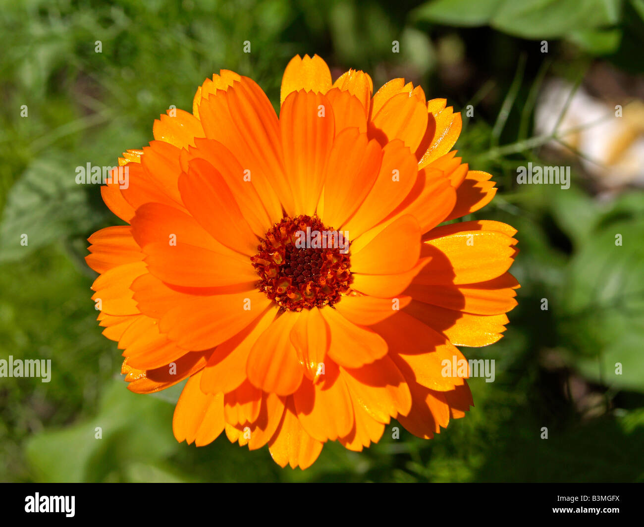 Bluehende Ringelblume, Calendula officinalis Pot Marigold medicinal plant Stock Photo