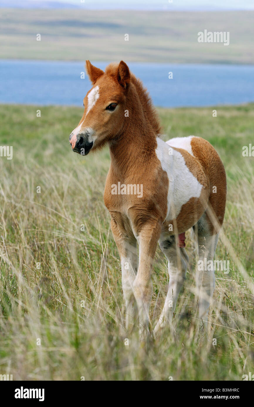 icelandic horse foal standing on meadow Stock Photo Alamy