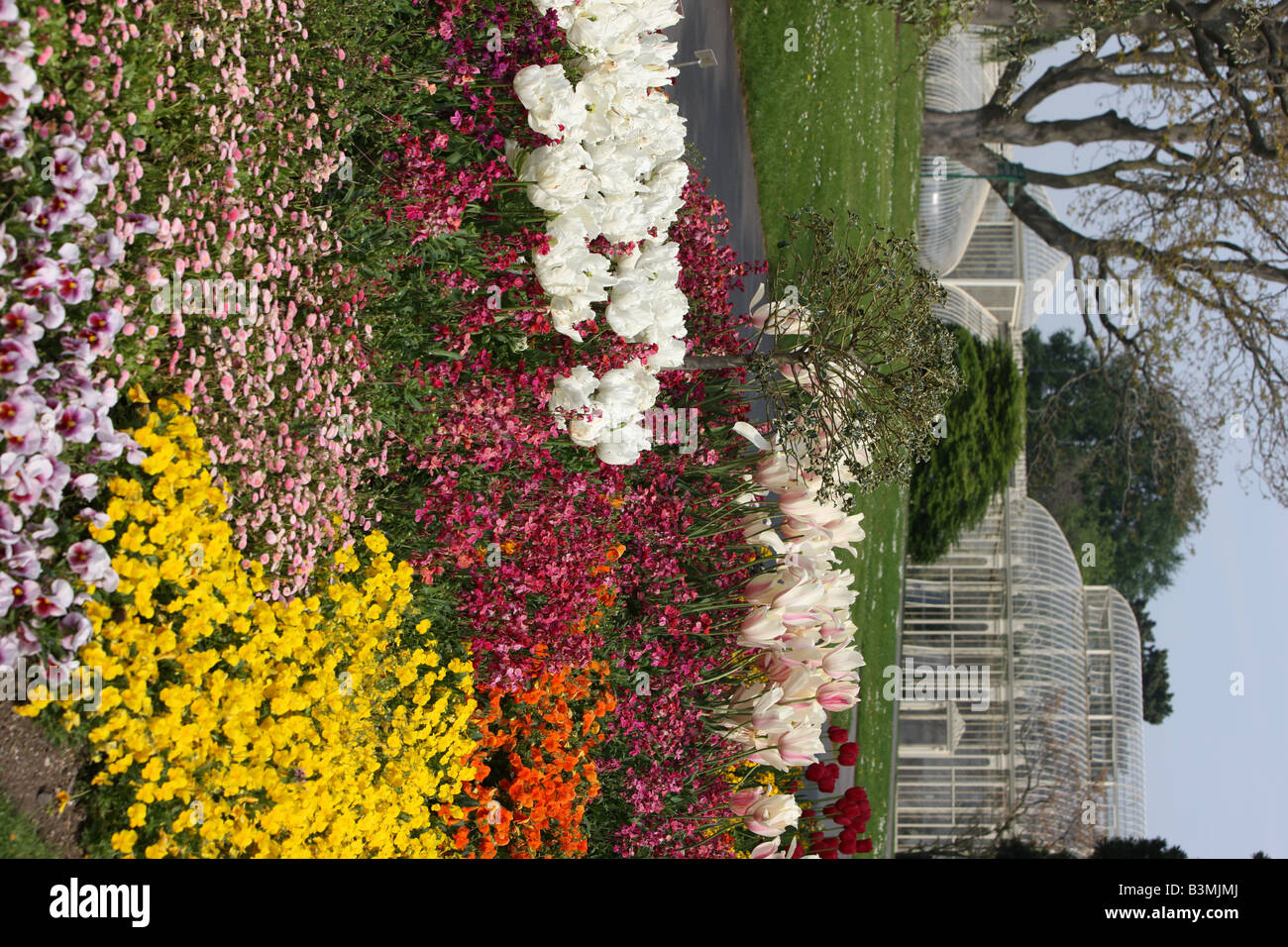 Bedding plants in the foreground with greenhouses in the background Stock Photo