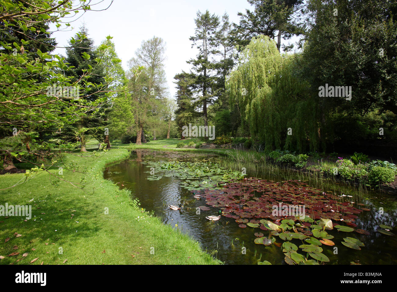 Ducks in a lily pond at the Botanic Gardens Dublin Stock Photo