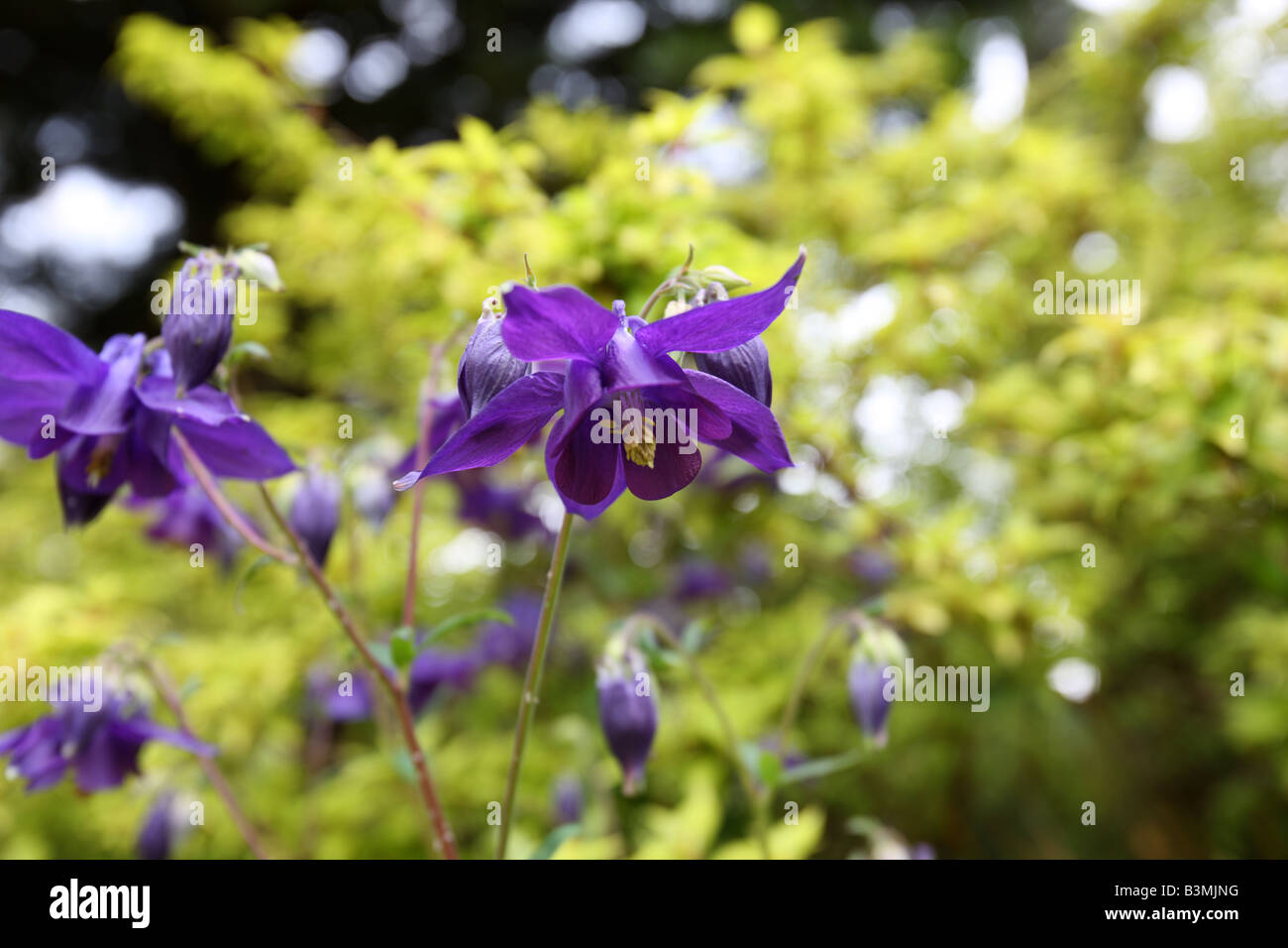 Purple bell flower Stock Photo Alamy