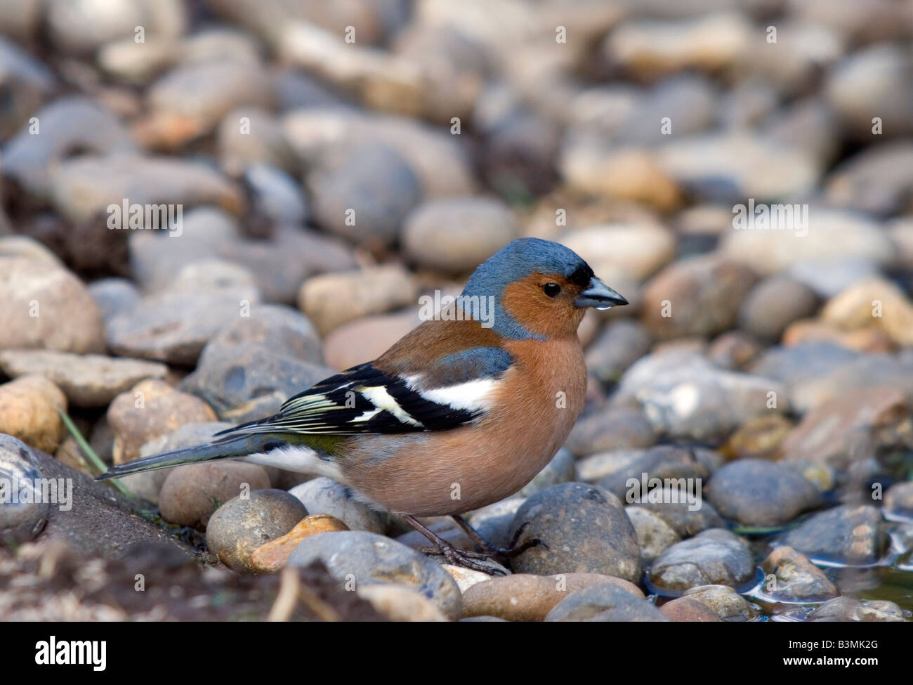 Male chaffinch at pond edge. Stock Photo