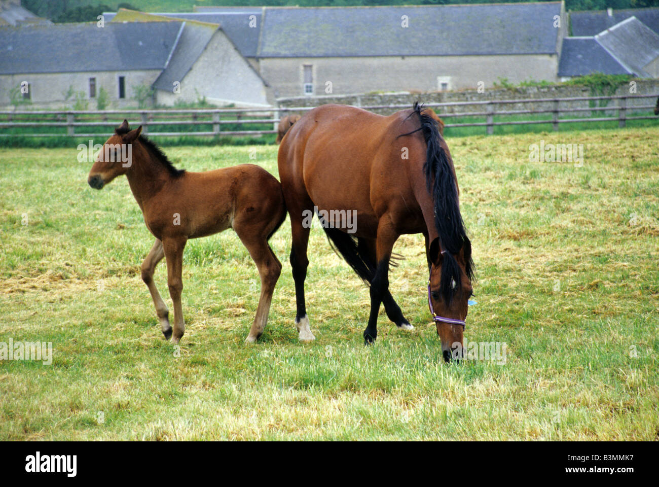 France Normandy Mare and foal in the Normandy countryside Stock Photo