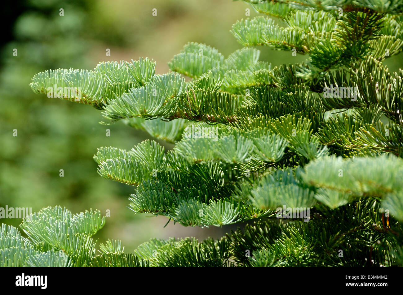 New growth of Douglas fir. Lassen Volcanic National Park, California, USA. Stock Photo