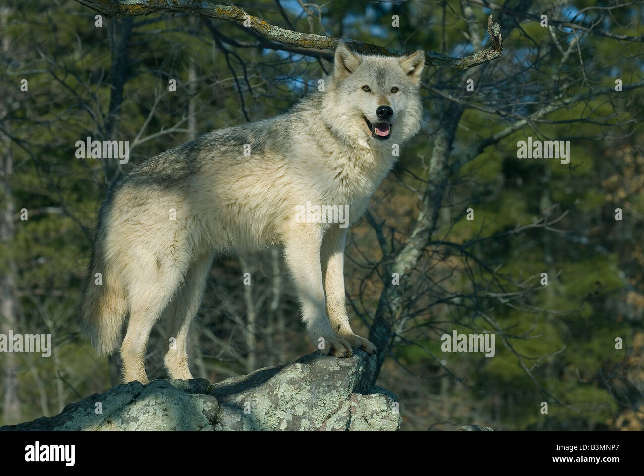 Grey Wolf  ( Canis latrans ), western North America Stock Photo