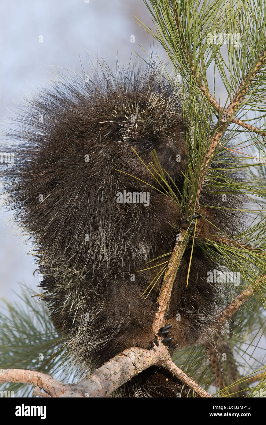 Porcupine Erethizon dorsatum in Pine Tree North America Stock Photo