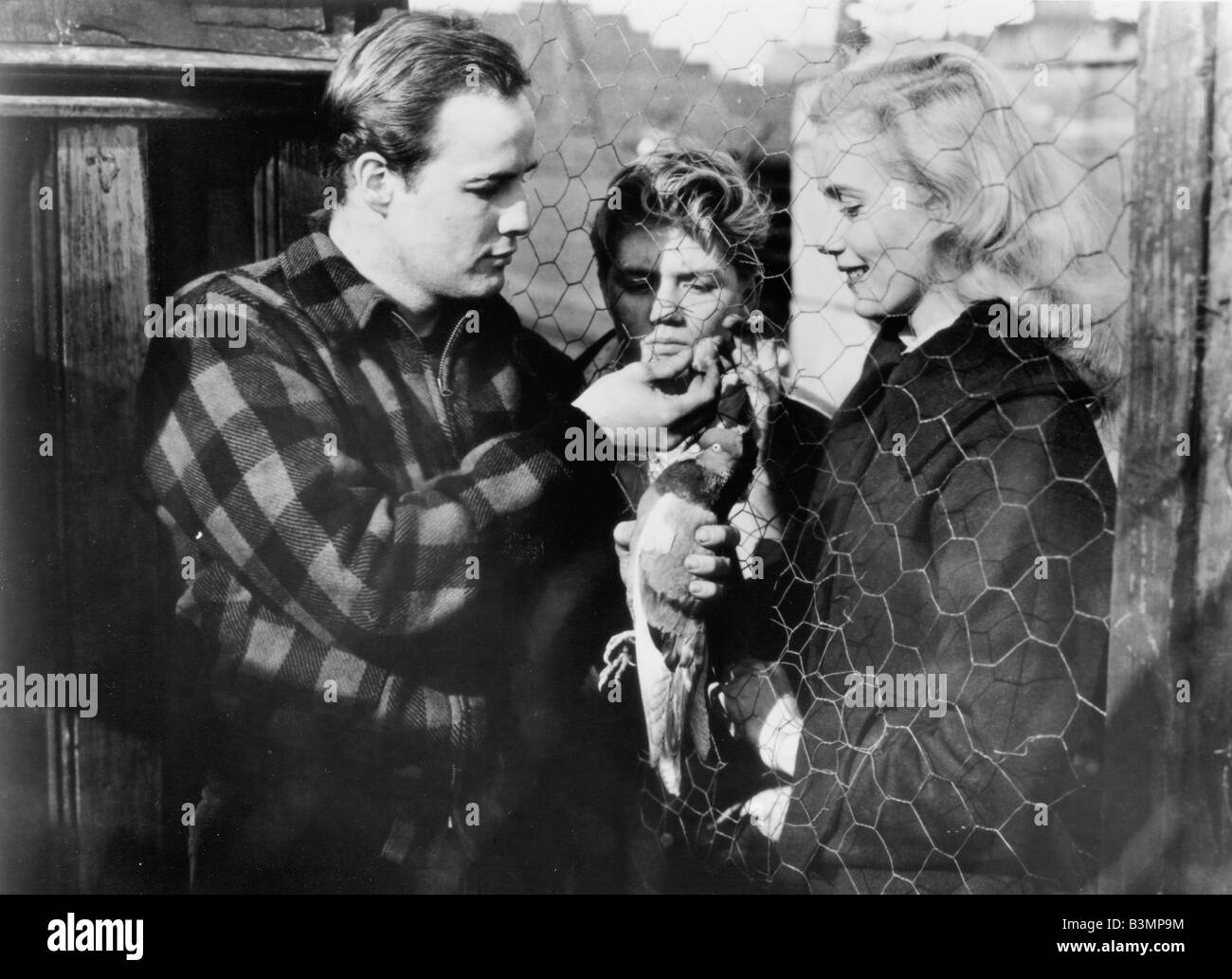 ON THE WATERFRONT 1954 Columbia film with Marlon Brando and Eve Marie Saint at right Stock Photo